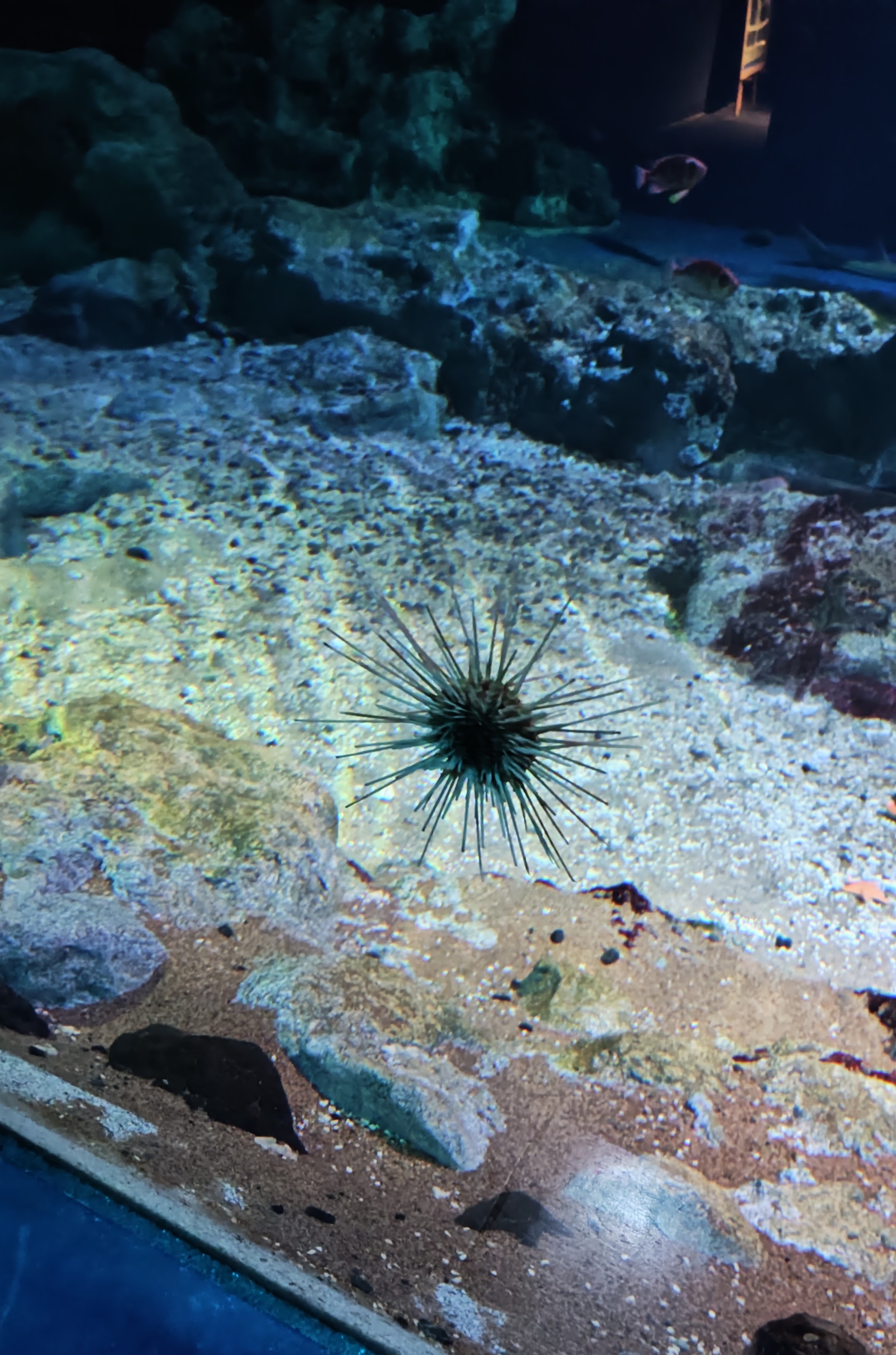 ウニの写真 鴨川シーワールド